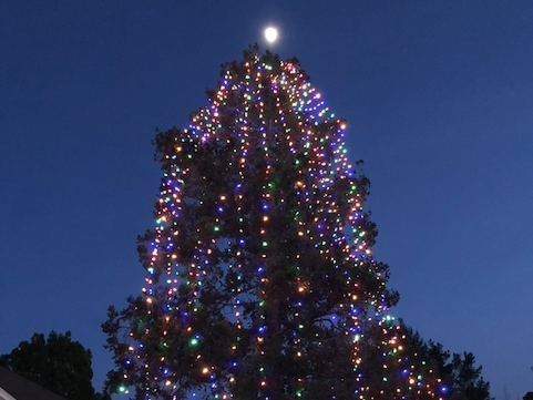 Holiday Events in Novato | December 2023